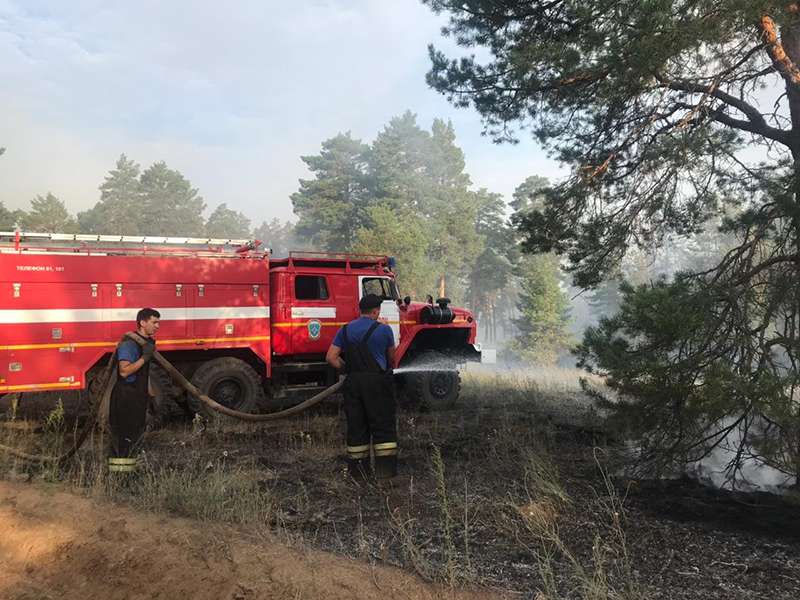 Под Волгоградом лесной пожар бушевал всю ночь